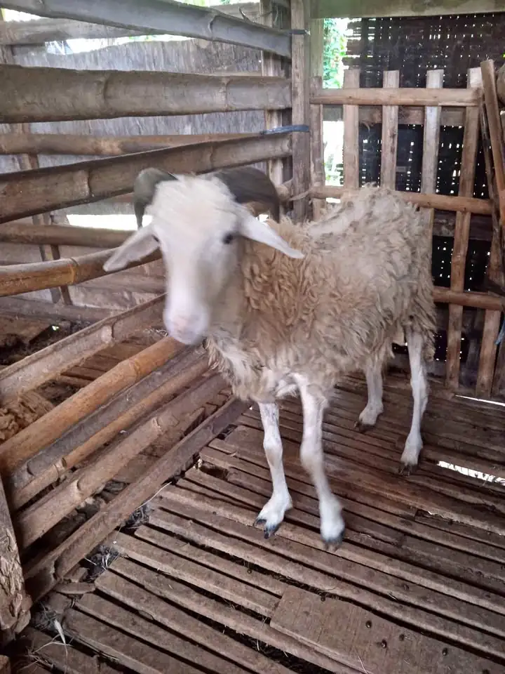 Jual kambing jemoko murah meriah