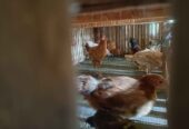 Ayam elba umur 4 bulan borongan 38 ekor