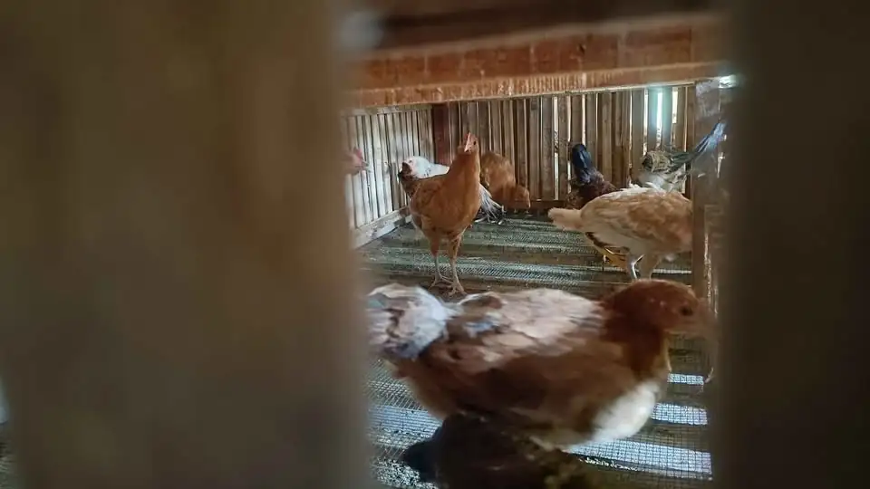 Ayam elba umur 4 bulan borongan 38 ekor