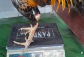 Ayam 1kali bodol