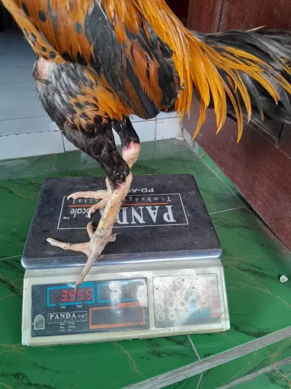Ayam 1kali bodol