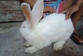 Di jual Kelinci