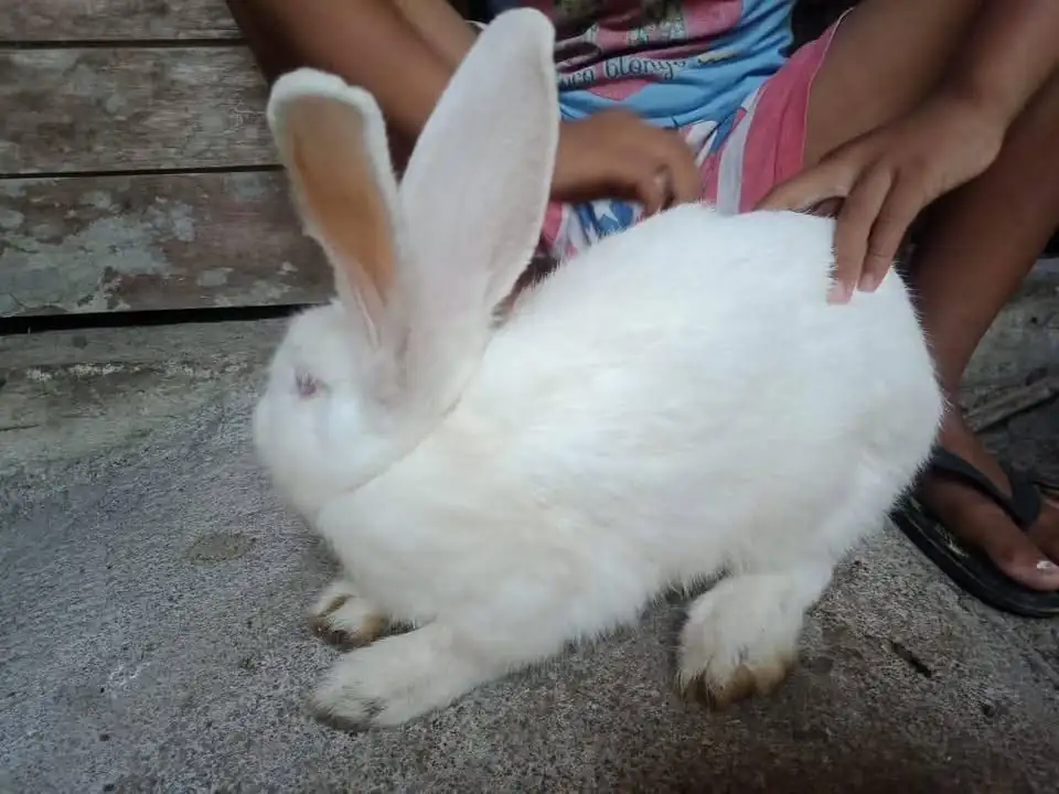 Di jual Kelinci
