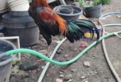 Ayam jago jolus