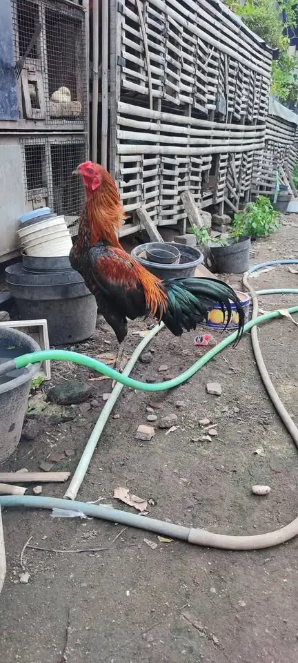 Ayam jago jolus