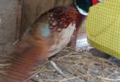 Ayam ringneck peashent