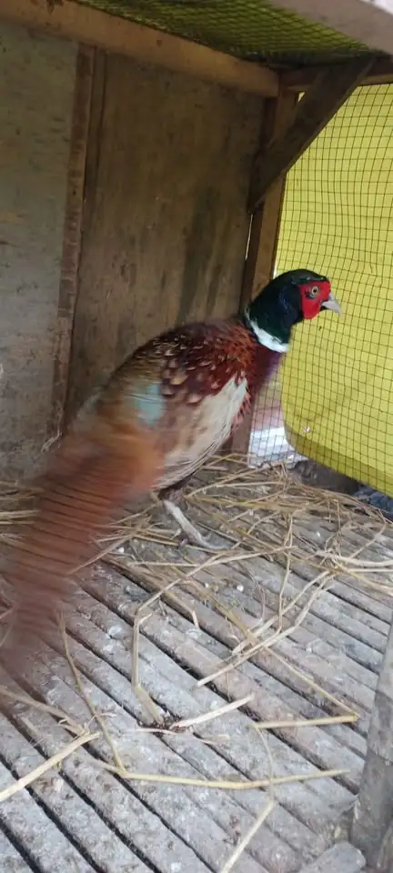 Ayam ringneck peashent