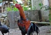 Di jual Ayam bangkok