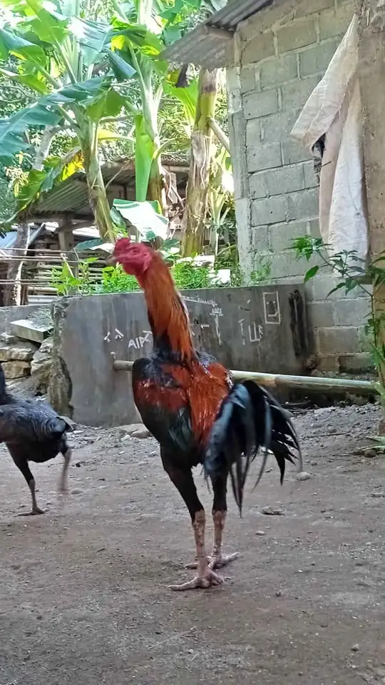 Di jual Ayam bangkok