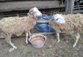 Jual kambing lanang wedok