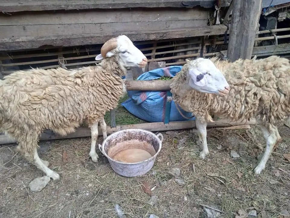 Jual kambing lanang wedok