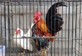 Ayam hias