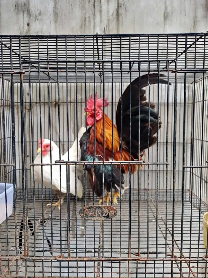 Ayam hias