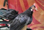 Ayam kate