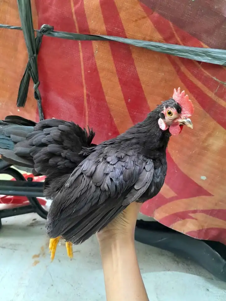Ayam kate