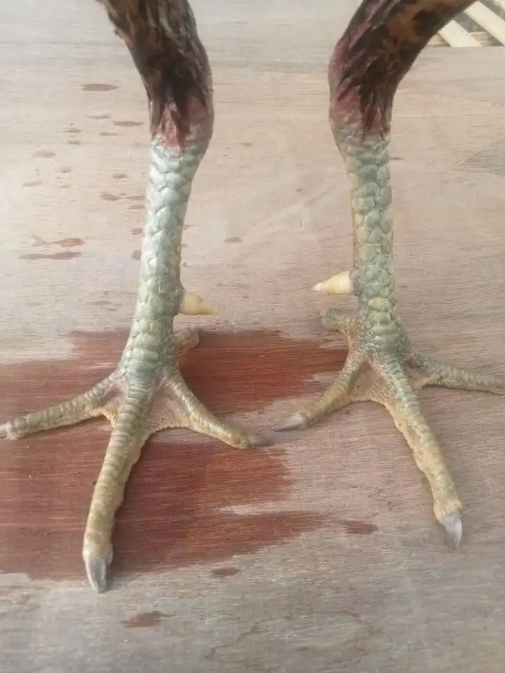 Ayam bulbi spesialis depan tarik