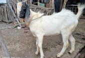 kambing jantan