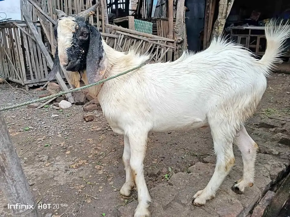 kambing jantan