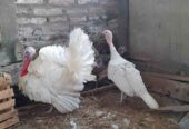 Ayam kalkun putih