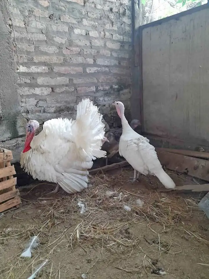 Ayam kalkun putih