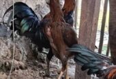 Ayam Jago