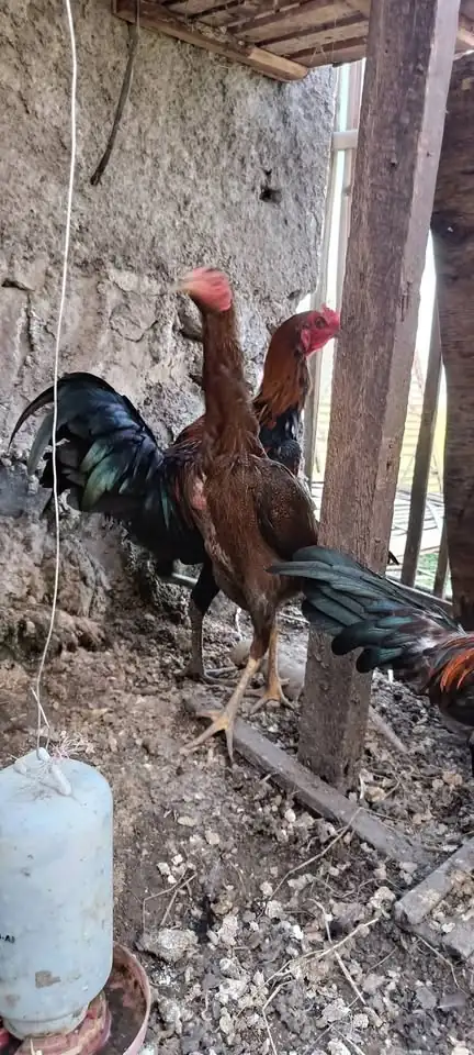 Ayam Jago