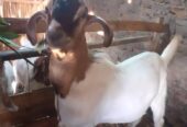 Dijual kambing jawa jantan 1.700 nego