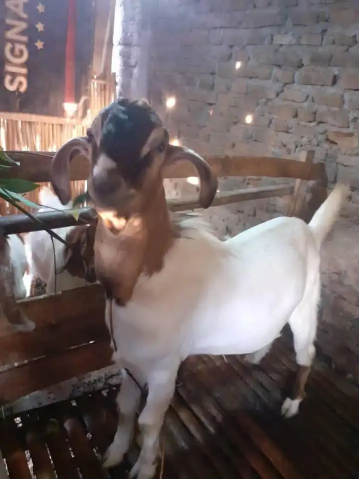 Dijual kambing jawa jantan 1.700 nego