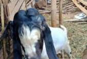 Ready Qurban Kambing jawa