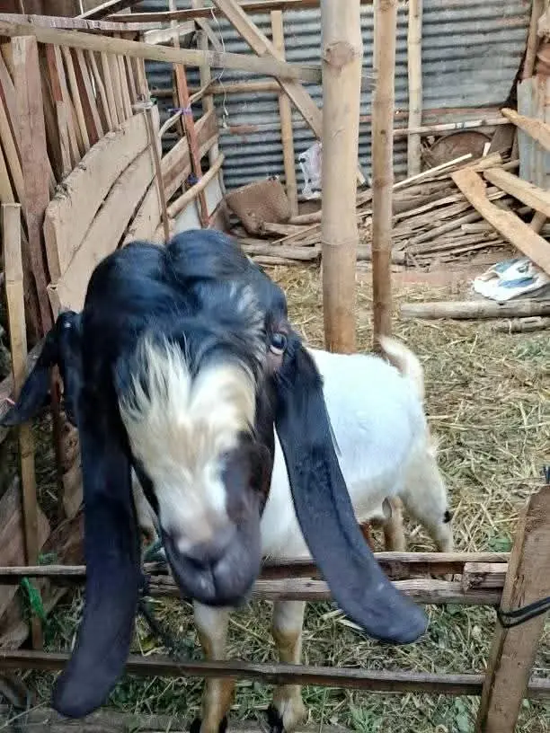 Ready Qurban Kambing jawa