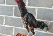 Ayam bangkok