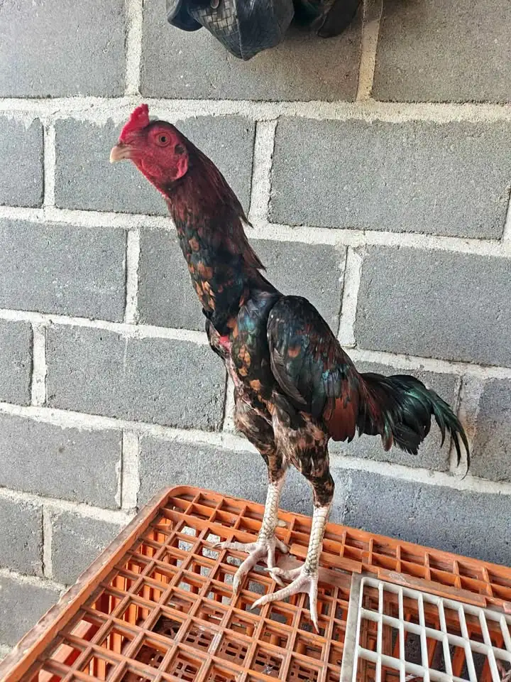 Ayam bangkok