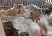 Ayam Elhorn (Elba x White Leghorn)