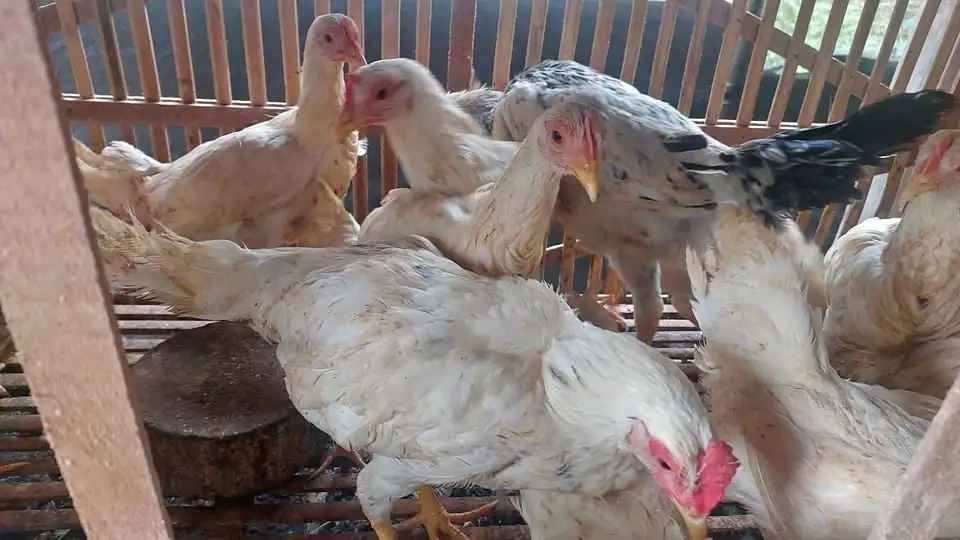 Ayam Elhorn (Elba x White Leghorn)