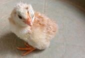 DOC ayam elba