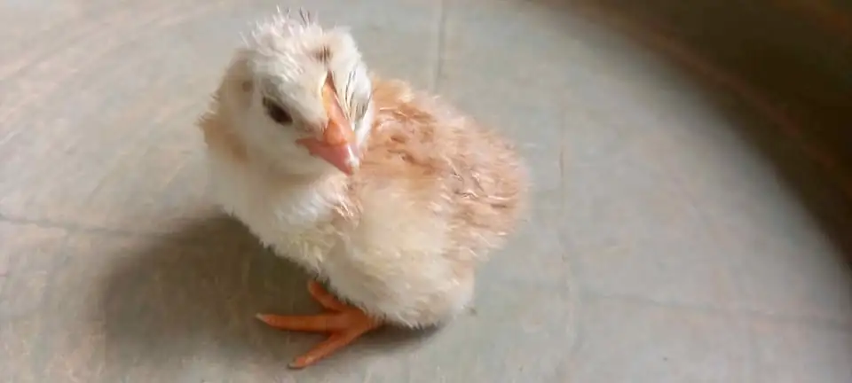 DOC ayam elba