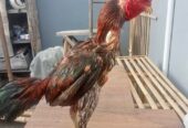 Ayam bulbi spesialis depan tarik