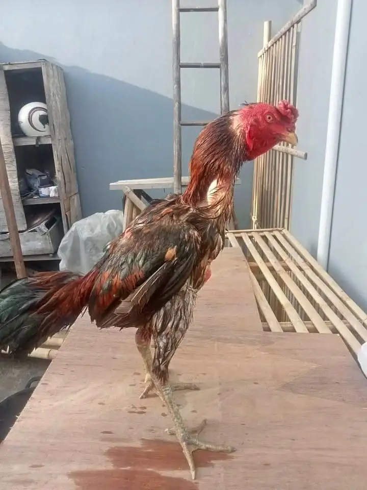 Ayam bulbi spesialis depan tarik