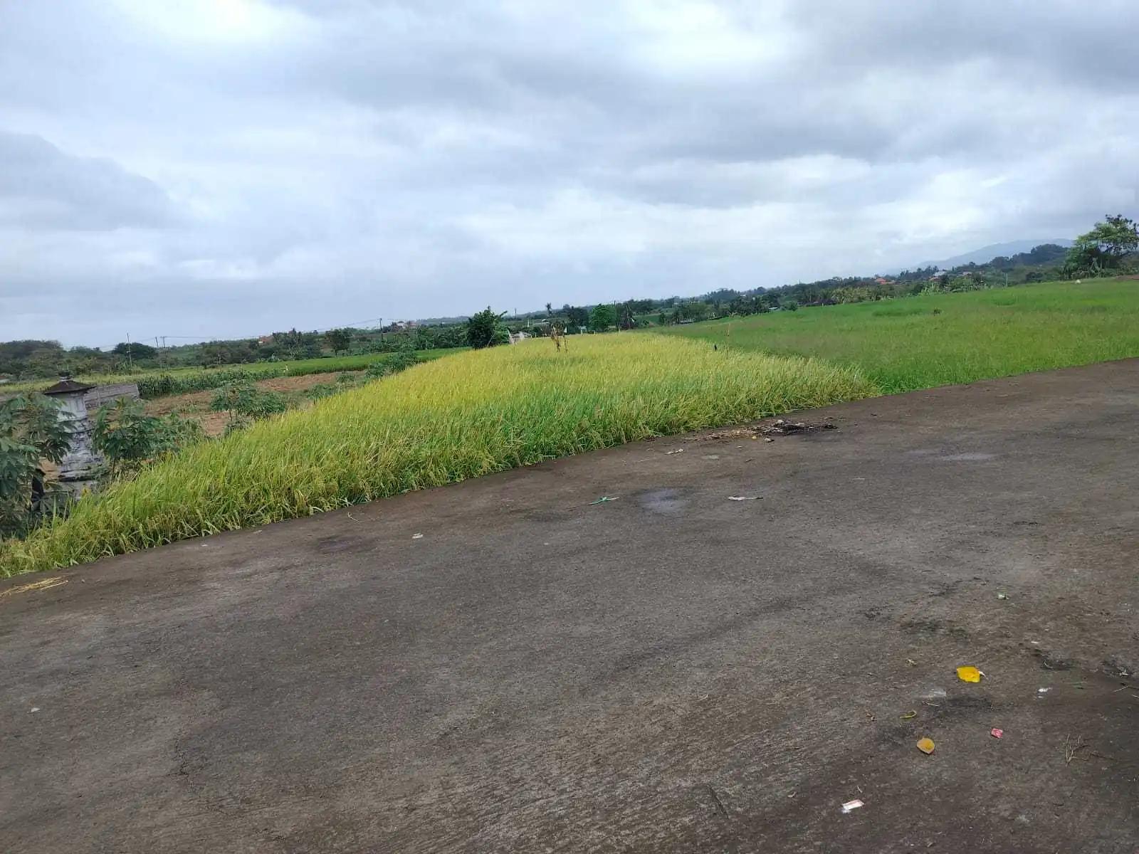Jual Tanah 15 Are Kelating Tabanan