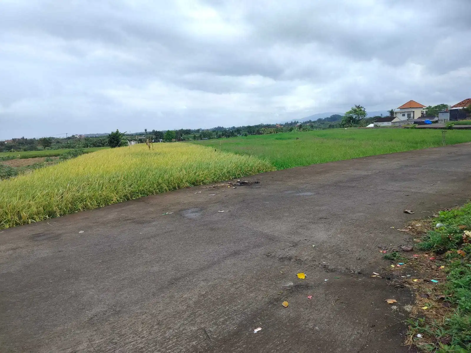 Jual Tanah 15 Are Kelating Tabanan
