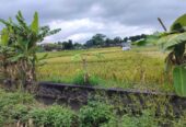 Jual Tanah 20 Are Kelating Tabanan