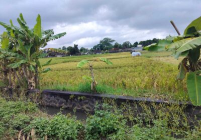hanbrighton-jual-tanah-20-are-kelating-tabanan-1