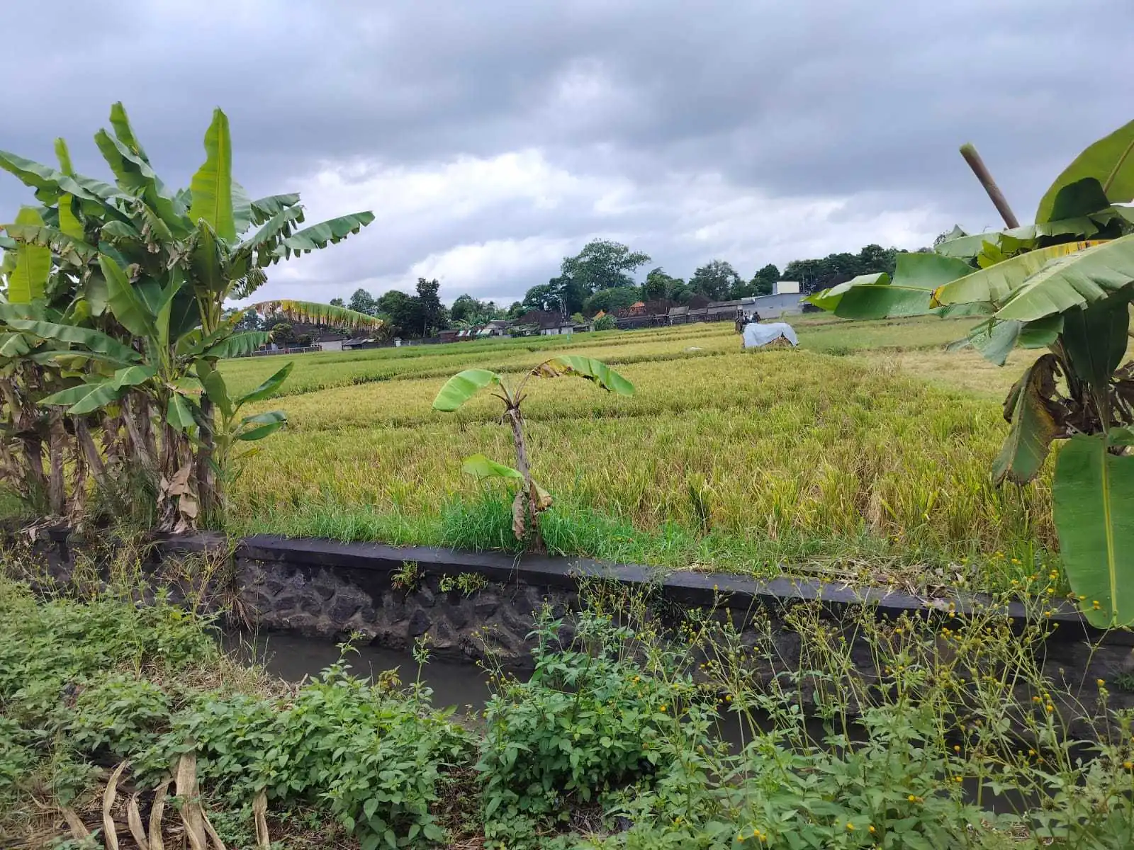 Jual Tanah 20 Are Kelating Tabanan
