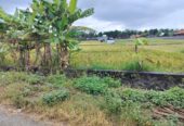 Jual Tanah 20 Are Kelating Tabanan