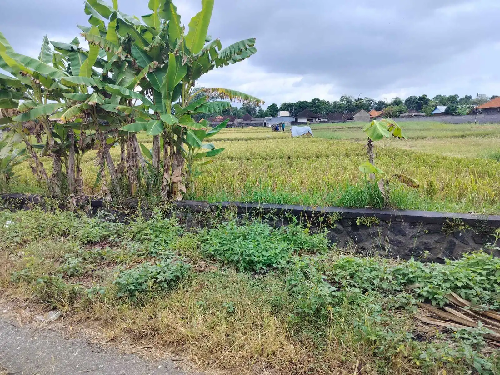 Jual Tanah 20 Are Kelating Tabanan