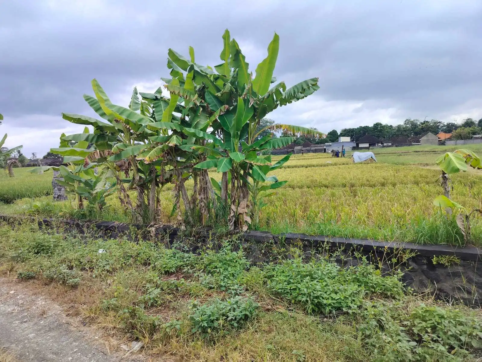 Jual Tanah 20 Are Kelating Tabanan