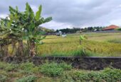 Jual Tanah 20 Are Kelating Tabanan