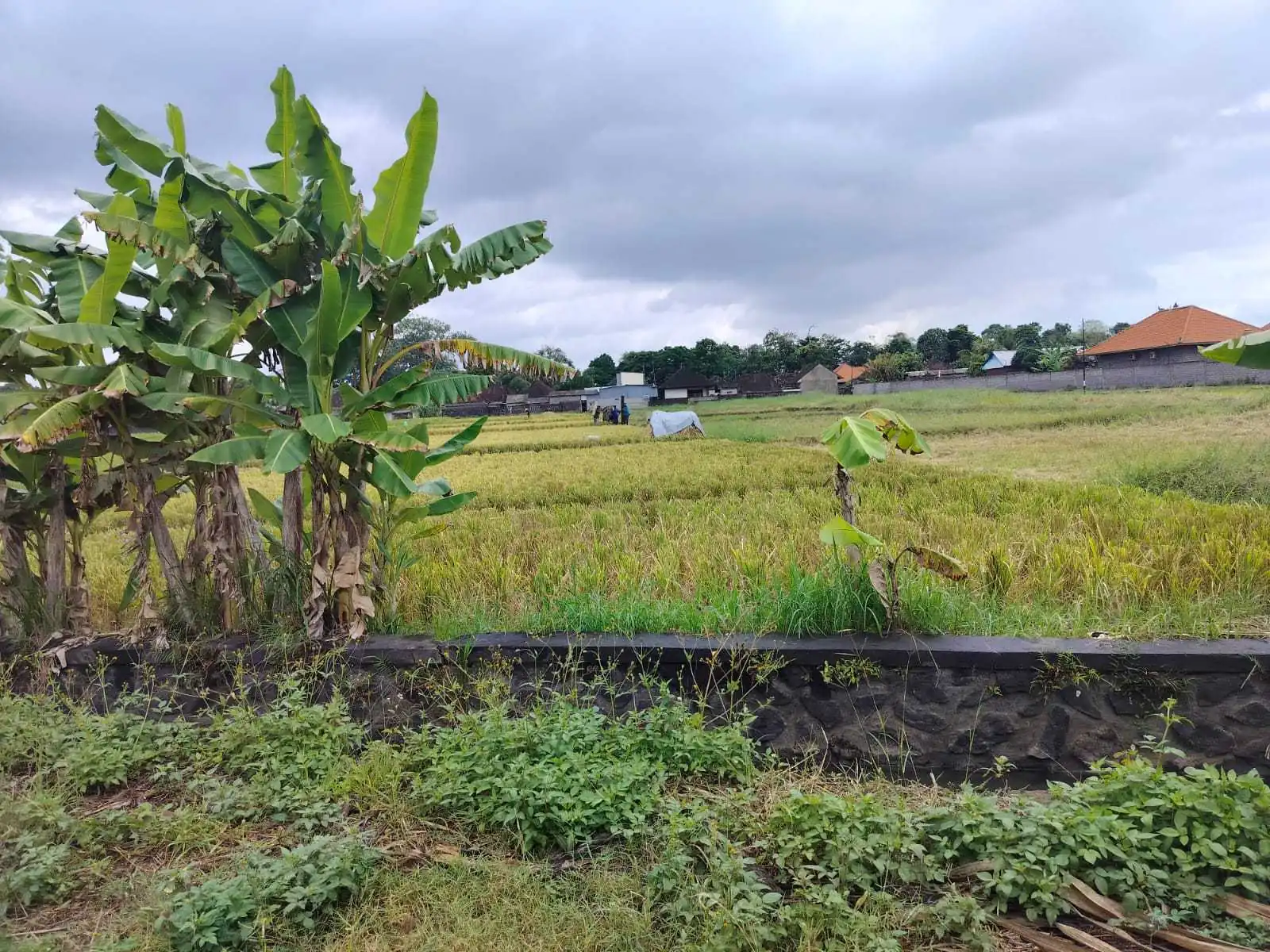 Jual Tanah 20 Are Kelating Tabanan
