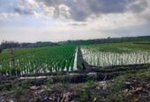 Jual Tanah 26 Are Pantai Pasut Kerambitan Tabanan View Laut Gunung