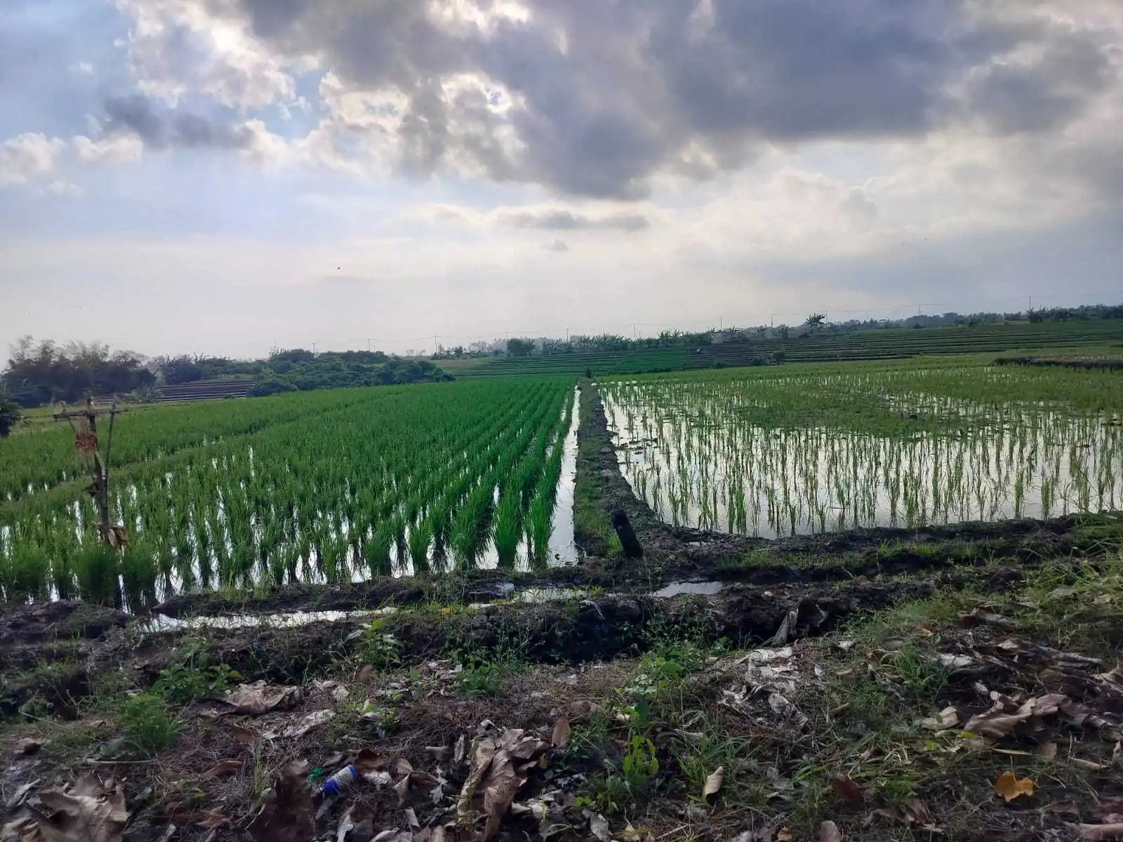 Jual Tanah 26 Are Pantai Pasut Kerambitan Tabanan View Laut Gunung